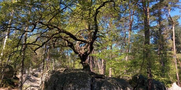Randonnée en forêt de Fontainebleau ANNULÉ