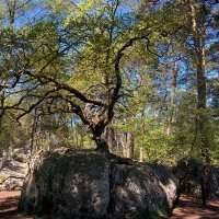 Randonnée en forêt de Fontainebleau ANNULÉ - Vendredi 13 septembre 2019 de 09h00 à 15h30